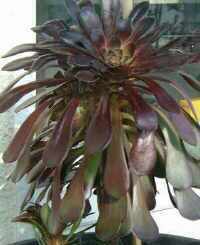 aeonium