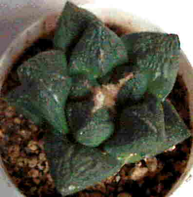 ariocarpus