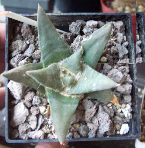 ariocarpus trigonus