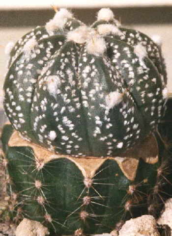 ariocarpus asterias kabuto