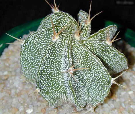 Astrophytum ornatum