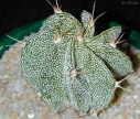 Astrophytum ornatum