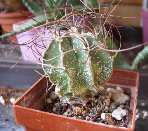 Astrophytum ornatum Mischling