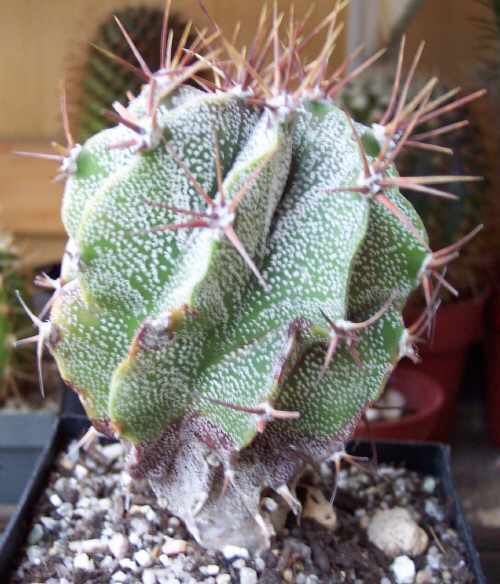 Astrophytum ornatum