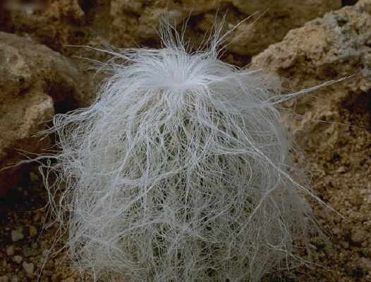 Cephalocereus senilis