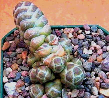 Crassula barklyi