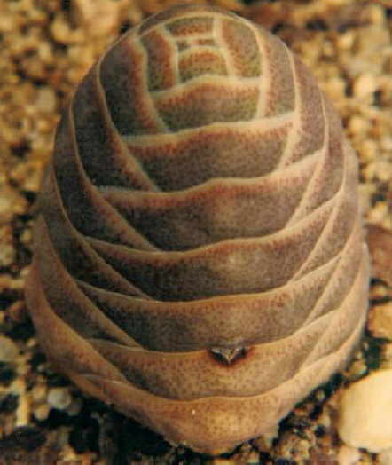 Crassula columnaris teres