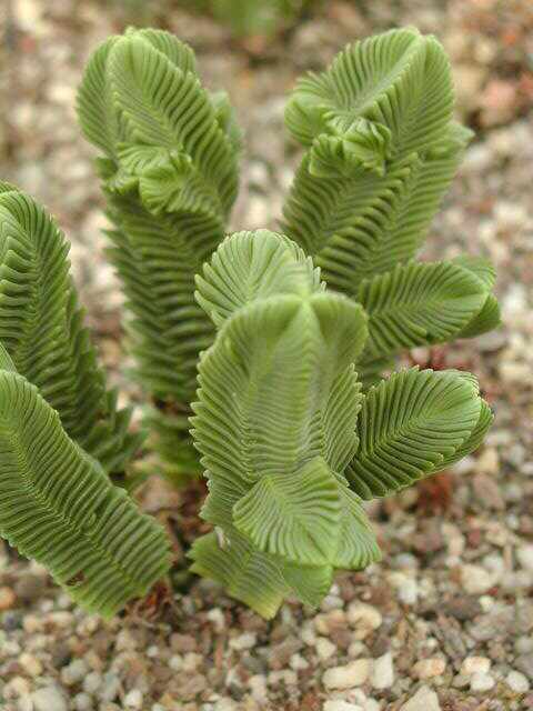 Crassula pyramidalis gigant