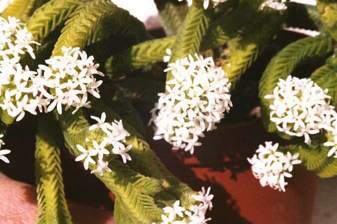 Crassula pyramidalis