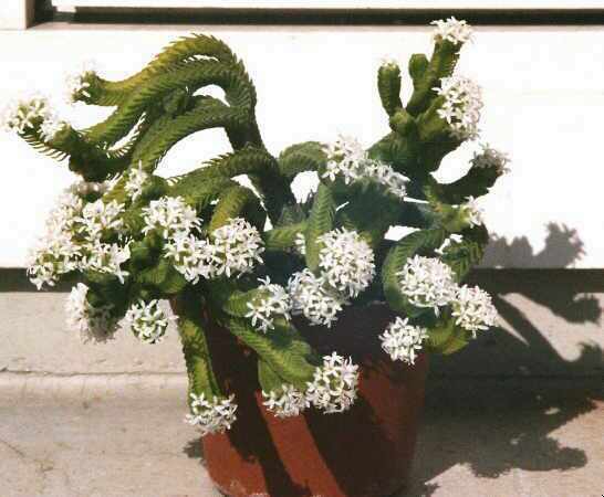 Crassula pyramidalis