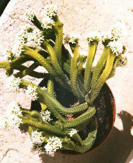 Crassula pyramidalis