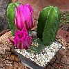 Echinopsis morricallii