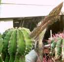 Echinopsis-Hybride