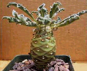 Euphorbia hadraumautica