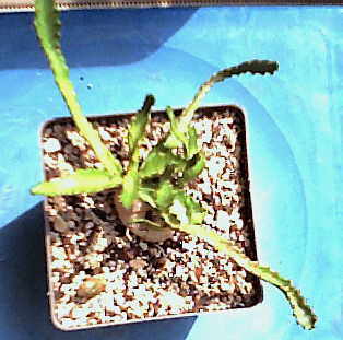 Euphorbia stellata WEBCAM