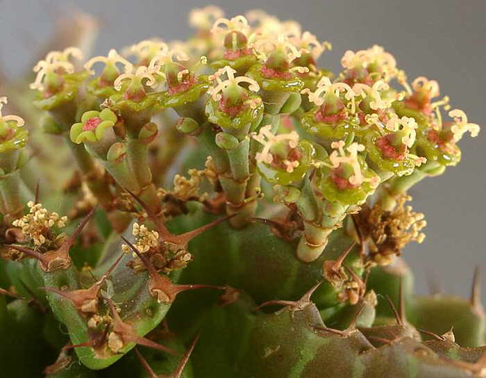 Euphorbia stellata Blüte