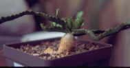 Euphorbia stellata seitlich