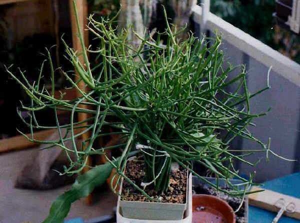 Euphorbia tirucallii