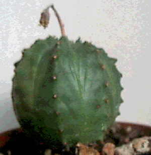 Euphorbia valida