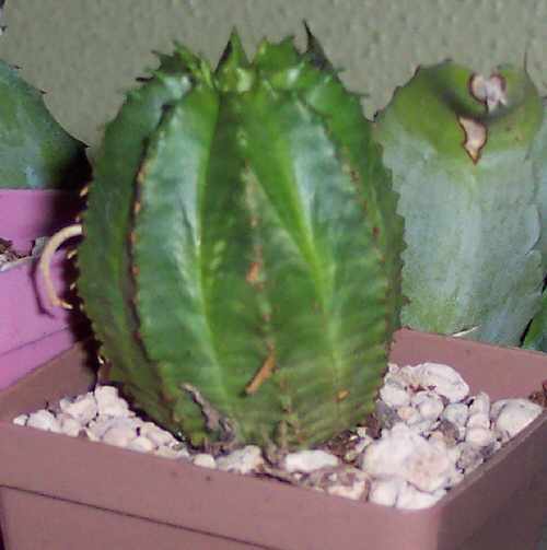 Euphorbia valida