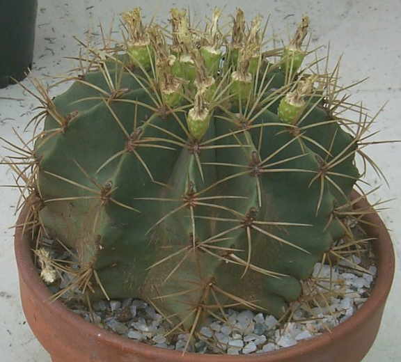 Ferocactus