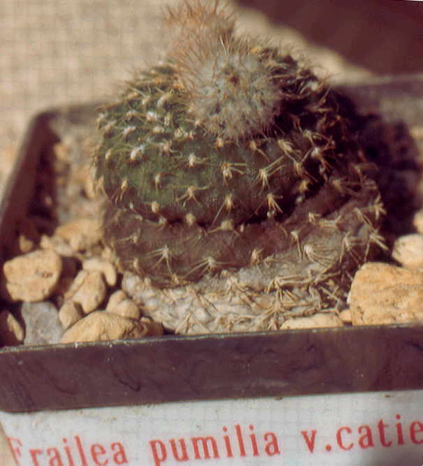 Frailea pumila von catiensis