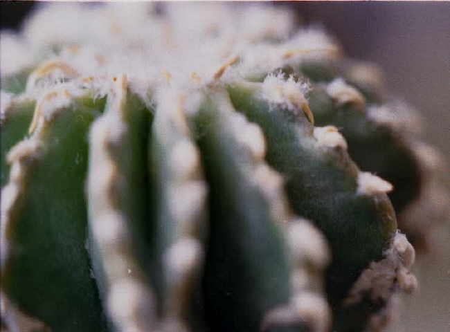 Geohintonia mexicana Nahaufnahme