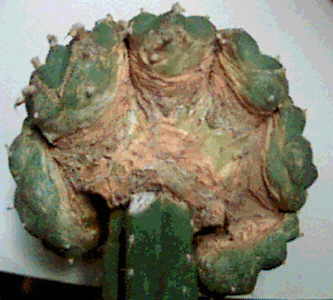 Lopophora wilamsii gepfropft