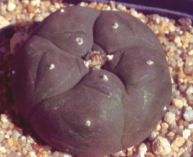 Lopophora wilamsii gepfropft