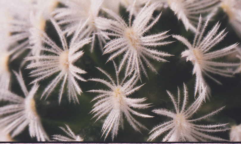 Mammillaria duwei Stachel