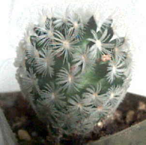 Mammillaria duwei1