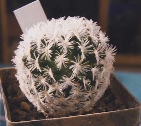 Mammillaria duwei