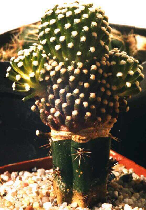 Mammillaria luethyi