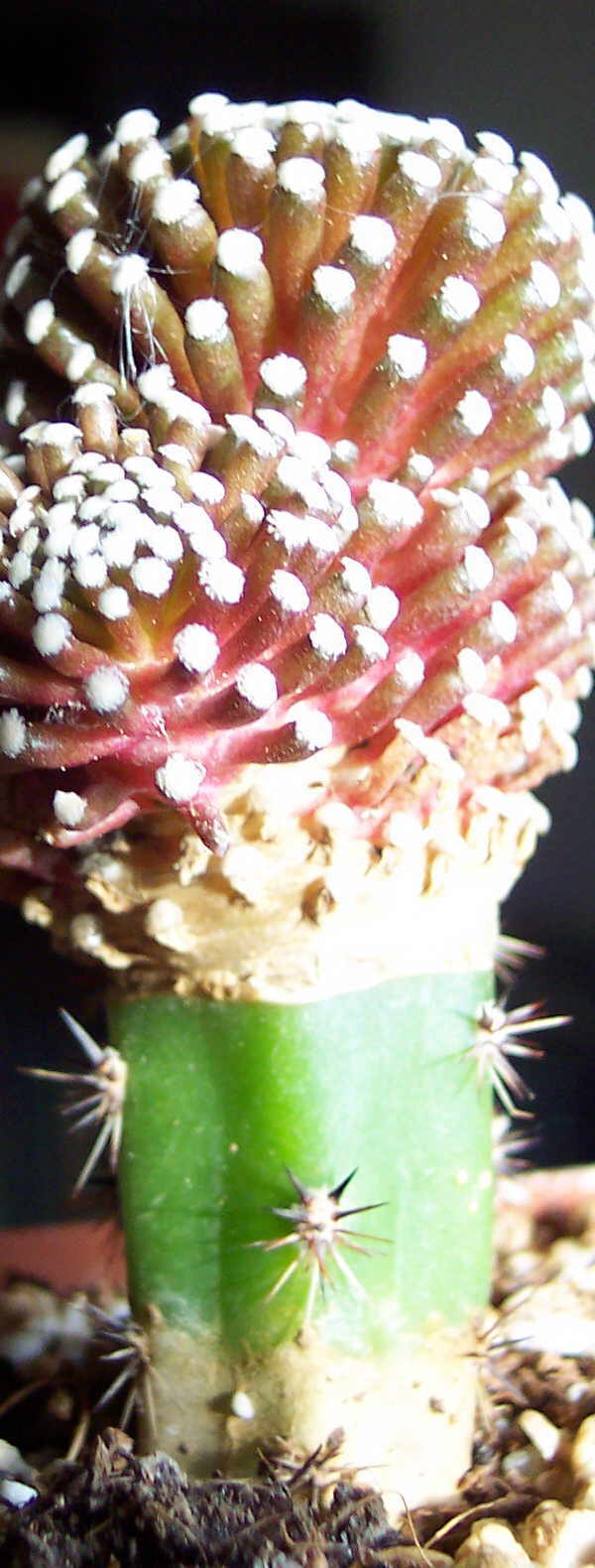 mammillaria mammilaria