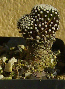 mammillaria luethyi