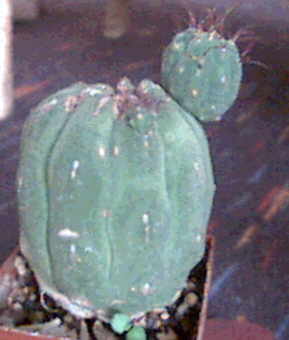 matucana madisoniorum