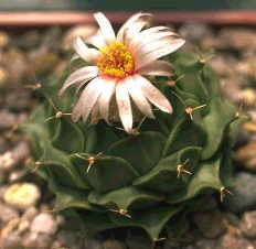 Obregonia denegrii Ableger