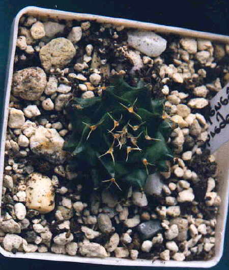 Obregonia denegrii