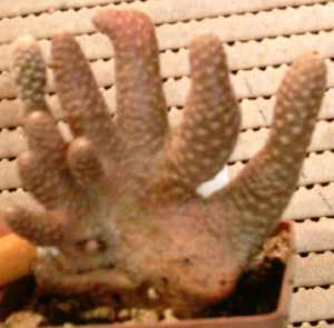 Opuntia clavarioides