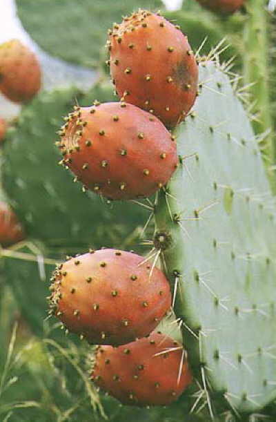 Opuntia ficus-indica TUNCAS