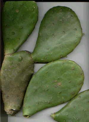 Opuntia