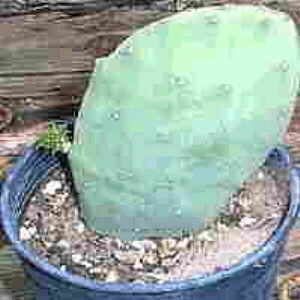 Opuntia ficus indica