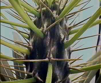 Pachypodium lamerei