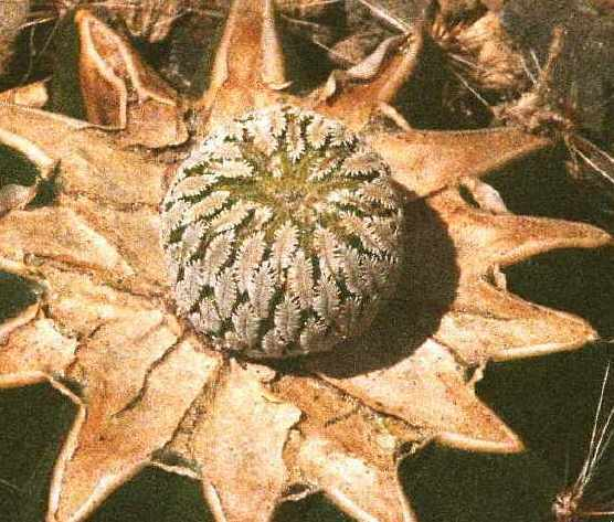 Pelecyphora Pfrpfling
