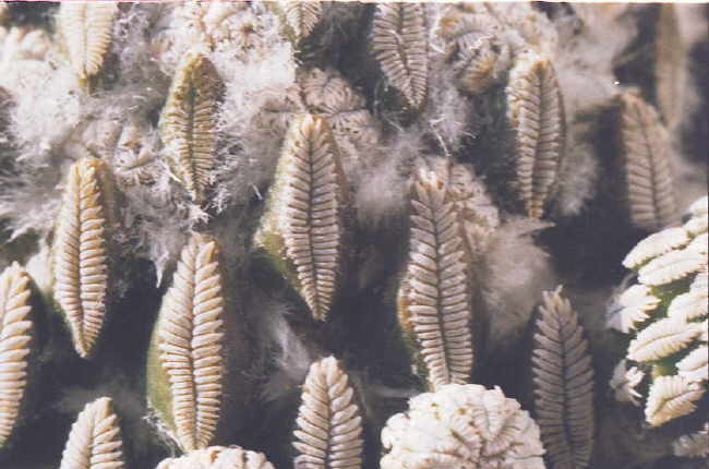 Peleciphora Stacheln/Dornen