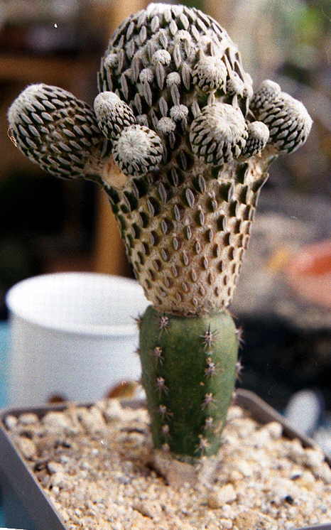 Peleciphora