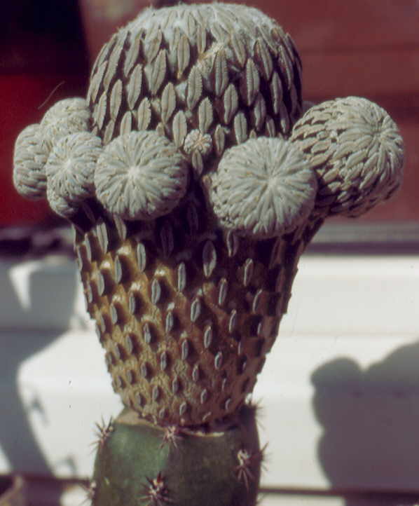 Peleciphora Mutterpflanze