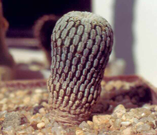 Peleciphora Asseliformis, Ableger