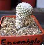 Encephalocarpus strobiliformis