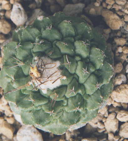 Strombocactus disciformis